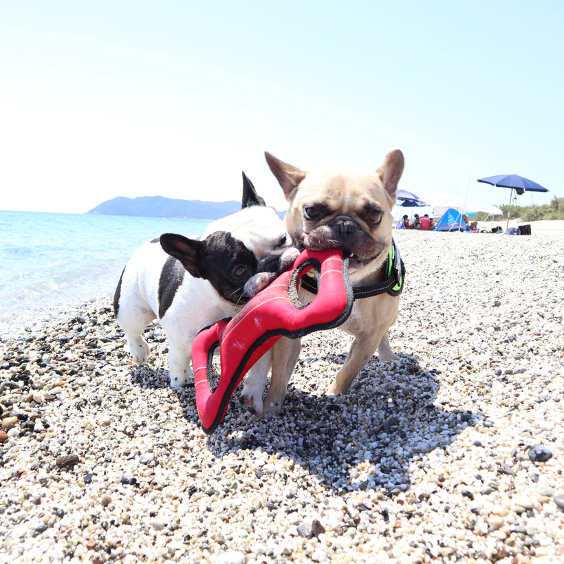 Giochi per Cane e Gatto